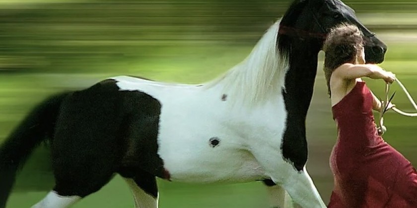 The Equus Projects is Seeking New Company Members