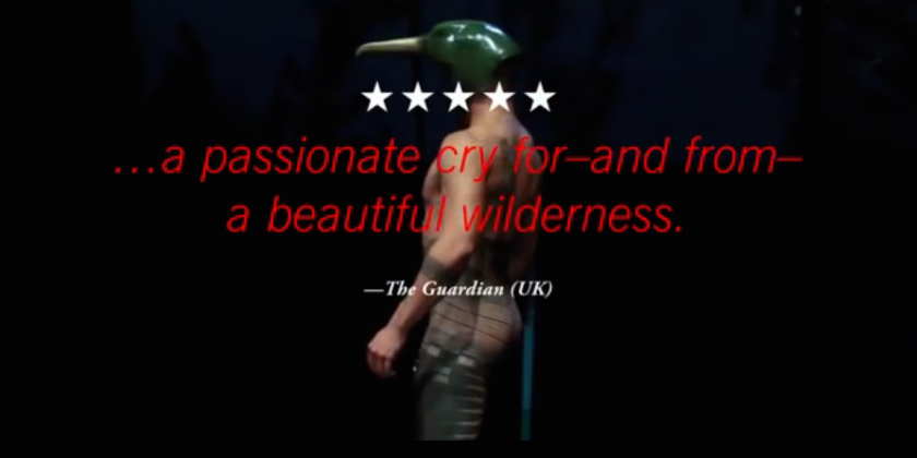 Birds with Skymirrors