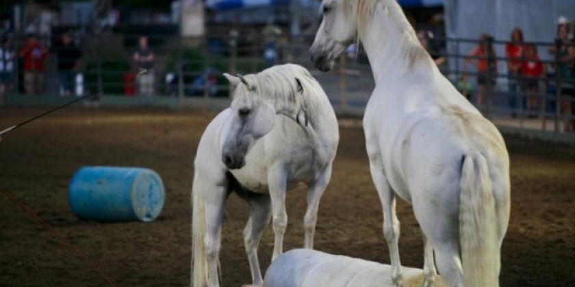 The Equus Projects performs this week