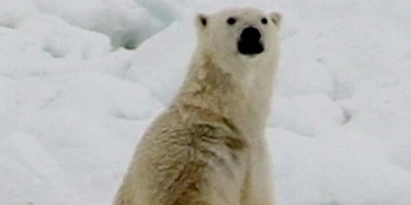 Dancing on Sea Ice: June 30 Presentation at JCC in Manhattan&rlm; 