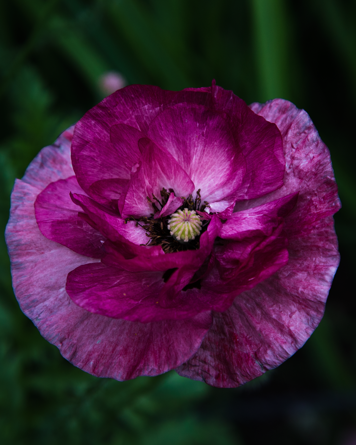 a gorgeous purple flower